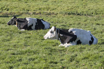 Fototapeta premium vaches allongées dans un champ