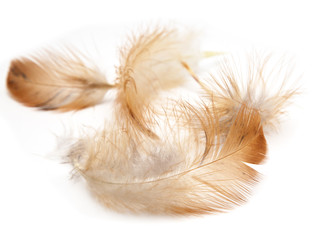 Single feather isolated on white background