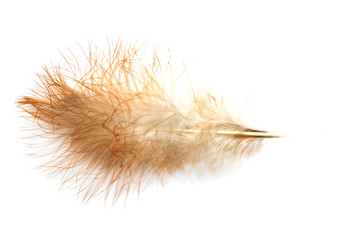 Single feather isolated on white background