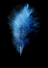 feather on a black background