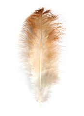 Single feather isolated on white background