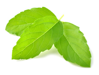 Holy basil or tulsi leaves isolated over white background © siwaporn999