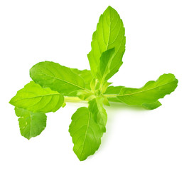 Holy basil or tulsi leaves isolated over white background