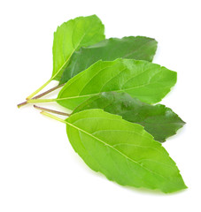 Fototapeta premium Holy basil or tulsi leaves isolated over white background