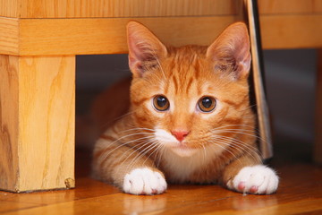 Animals at home - red cute little cat pet kitty on floor