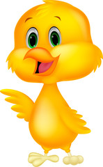 Cute baby chicken cartoon