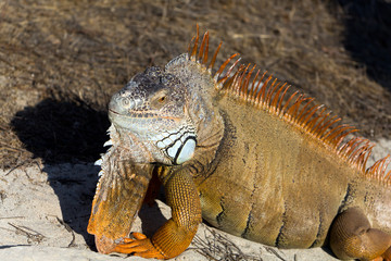 Fototapeta premium Leguan am Strand