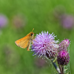 European Skipper on Thistle