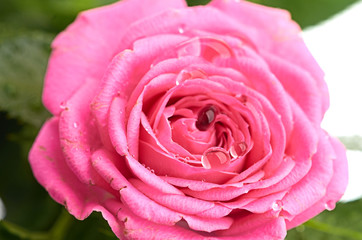 Bunch of pink roses in flowerpot.