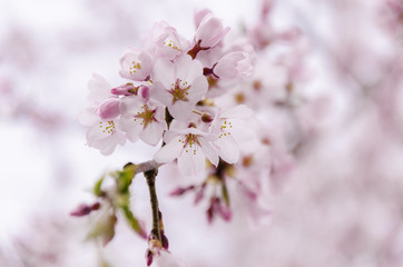 Naklejka premium Japan pink sakura