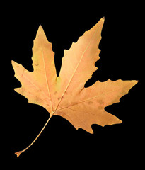 autumn leaf on a black background