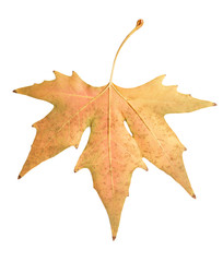 autumn leaf on a white background