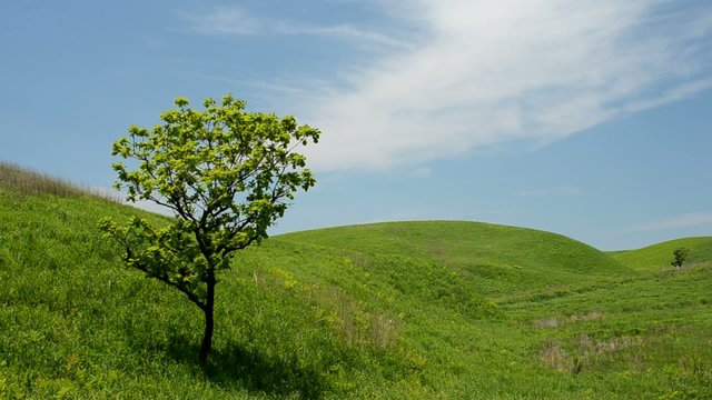 緑の丘と1本の柏の木
