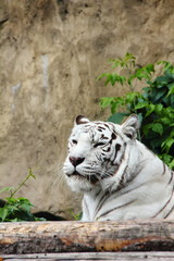 White tiger.