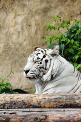 White tiger.