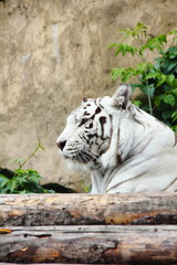 White tiger.