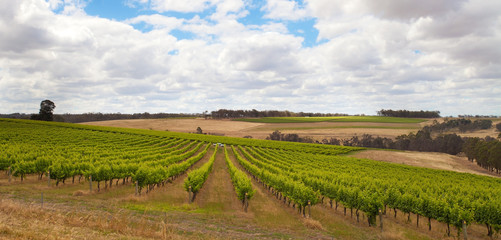 Fototapeta na wymiar grapevine in Margaret River, Western Australia