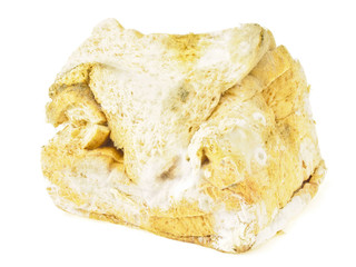rotten bread