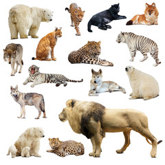 Obraz premium Set of predatory animals. Isolated over white