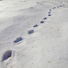 Fototapeta na wymiar Traces of wild animal in snow