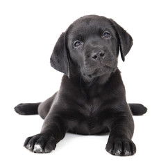 Labrador puppy on a white background in studio