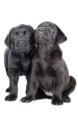 two labrador puppy on a white background in studio