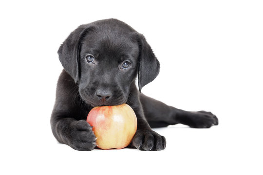 Labrador puppy with an apple on a white background in studio