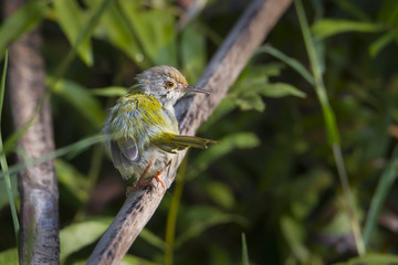 Common tailorbird specie Orthotomus sutorius in Nepal