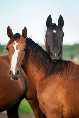 Fototapeta na wymiar Portrait of two horses