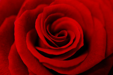 Close up red rose