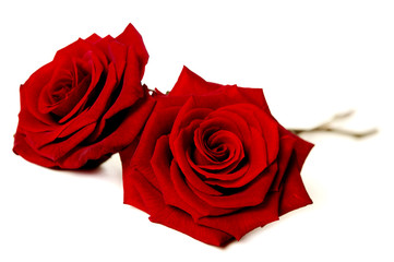 Two red roses isolated on white