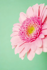 Pink gerbera on a green background