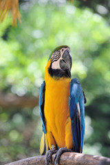 Fototapeta premium ルリコンゴウインコ