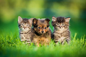 Toy terrier puppy sitting between kittens © Rita Kochmarjova