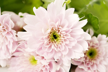 Soft pink spray chrysanthemum