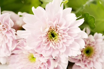 Fototapeta premium Soft pink spray chrysanthemum