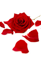 Red rose and petals on white