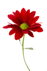 Red chrysanthemum isolated on white