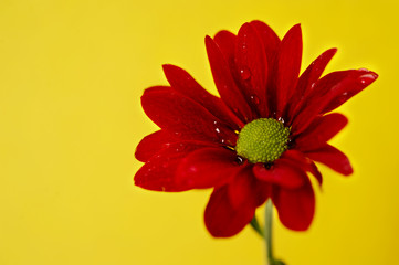 Red chrysanthemum on a yellow background