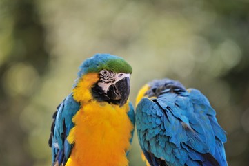 Obraz premium ルリコンゴウインコ