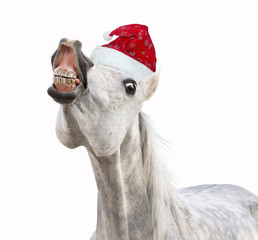 Naklejka premium Smiling Christmas horse with hat on white background