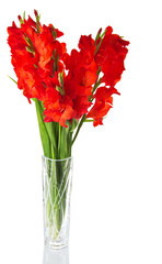 Red gladiolus in transparent vase