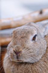 兎のポートレート