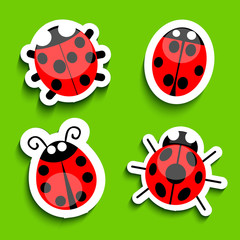 Fototapeta premium Ladybug