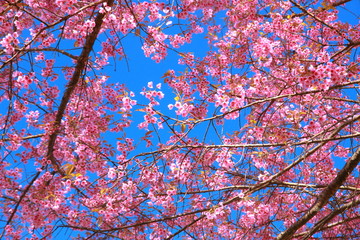 Wild Himalayan Cherry flower