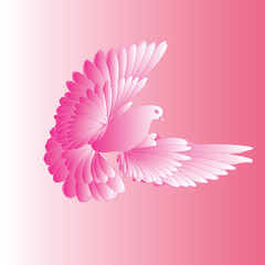 dove ,beautiful ,delicate ,pink, light, love