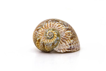 Sea snail shells