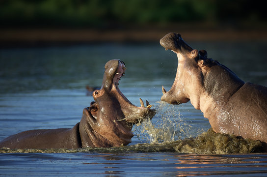 Fighting Hippo's