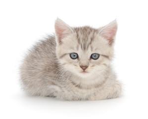 Naklejka premium Kitten on a white background