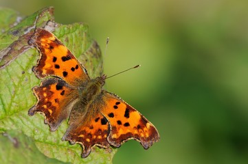 polygonia c-album
